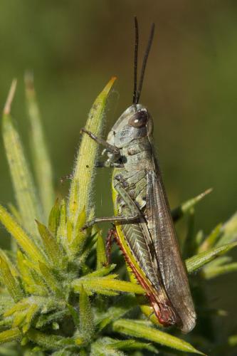 Chorthippus armoricanus